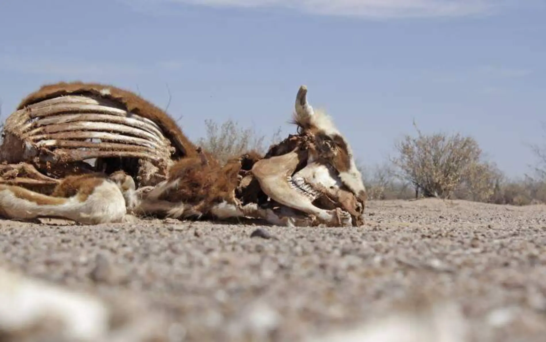 Temática sequía, Rancho El Sapo, Cementerio de vacas - Cecilia Saijas (41)